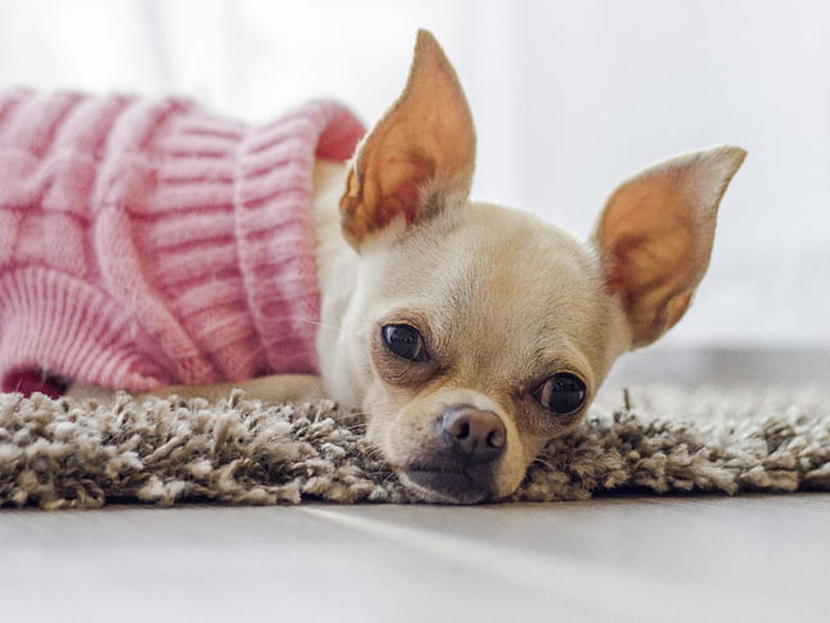 chihuahua knitting pattern