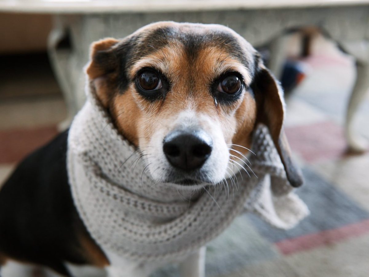 dog scarf