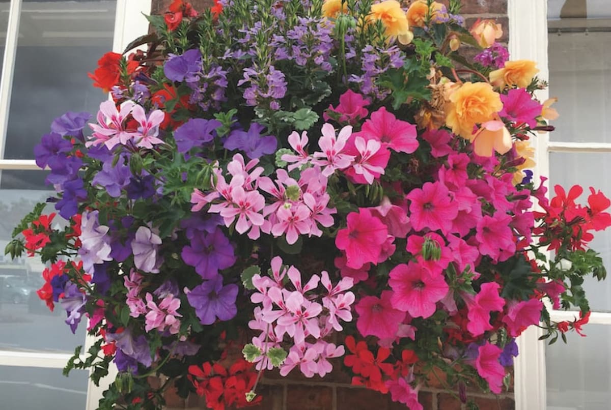 Hanging basket of colourful flowers